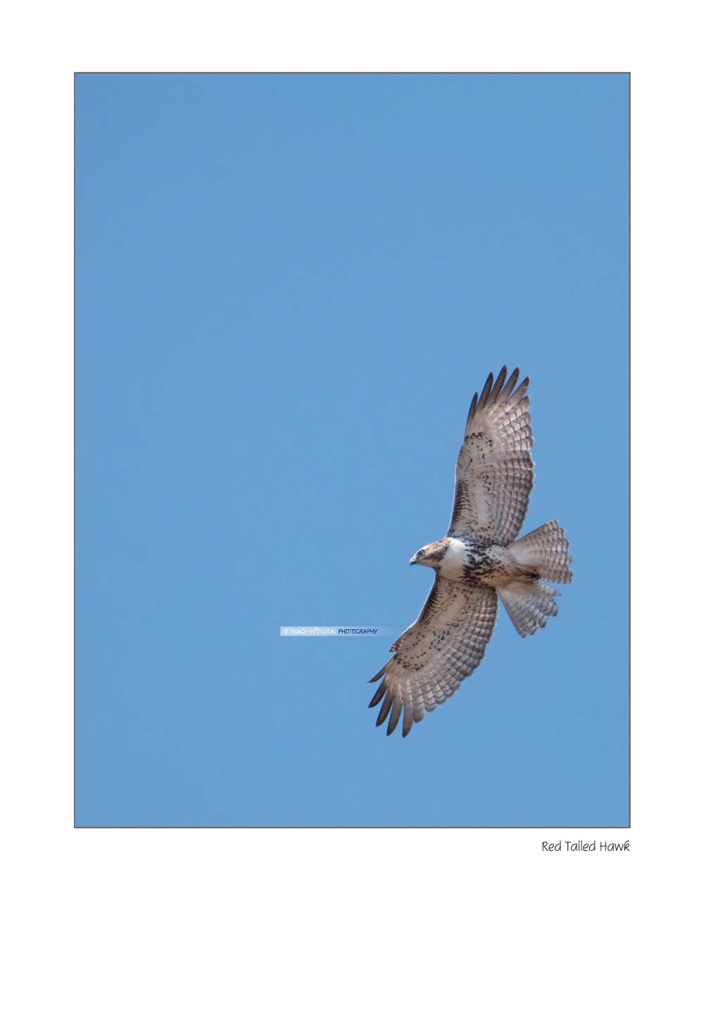 Juvenile Red Tailed Hawk